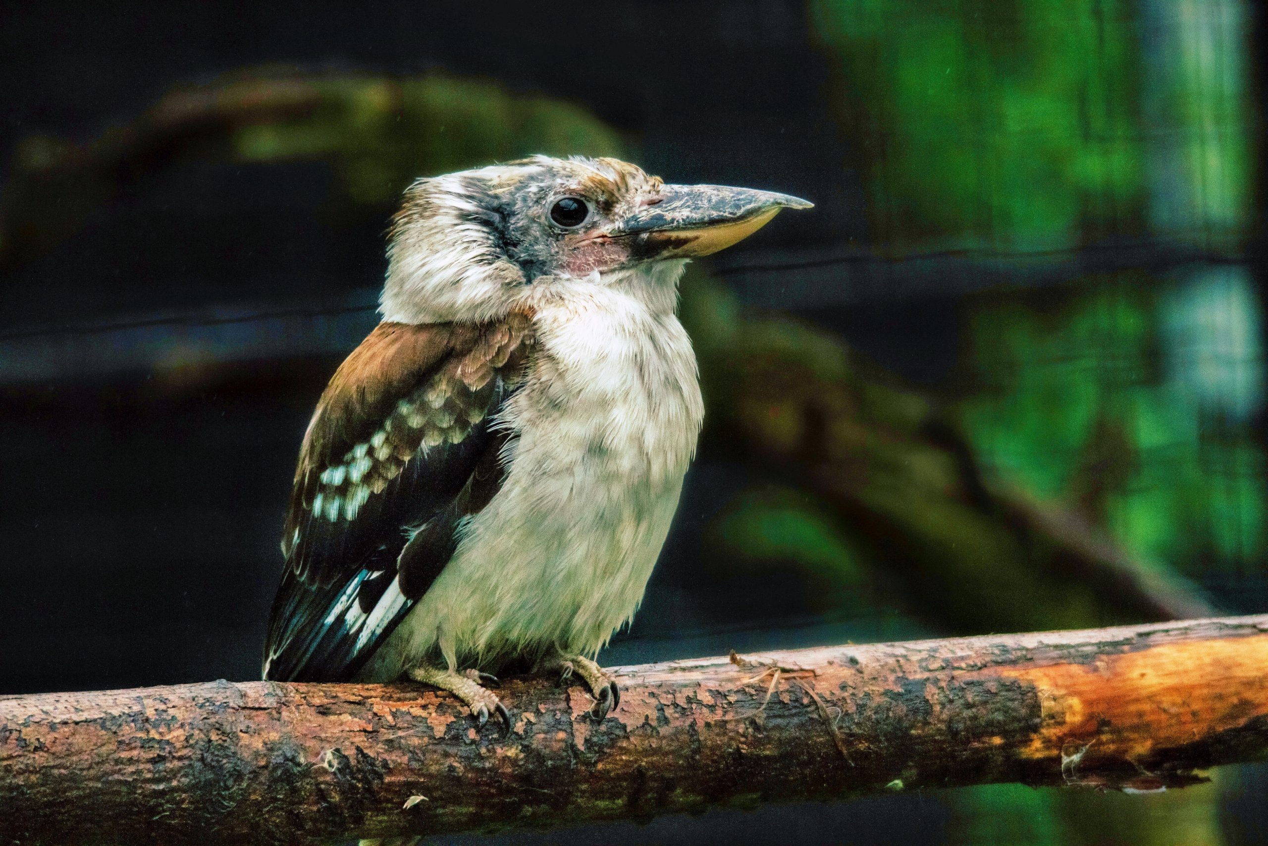 Kookaburra Sits in the Old Gum Tree