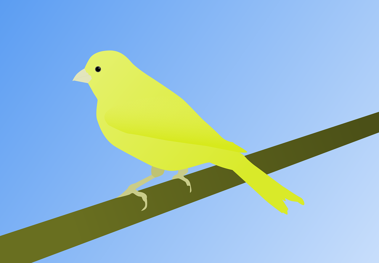 canary