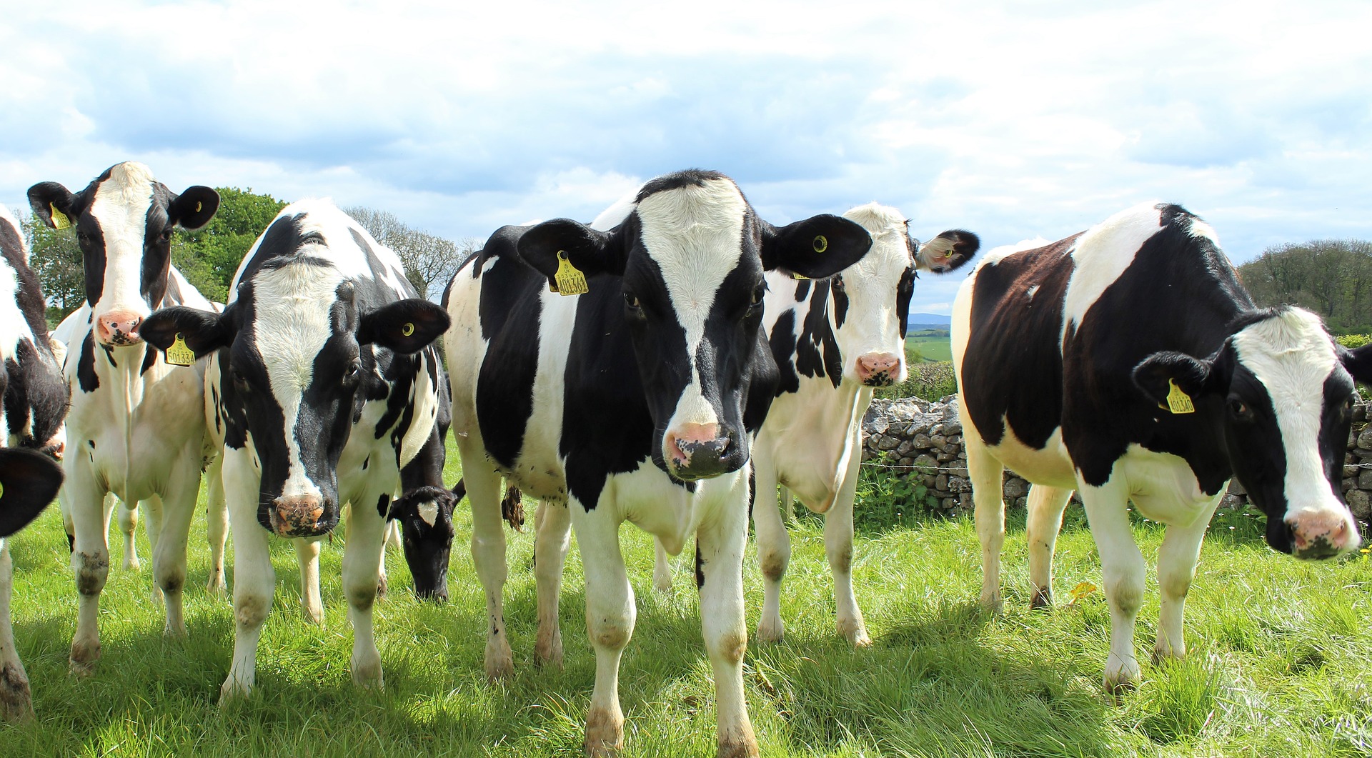 cows in a field