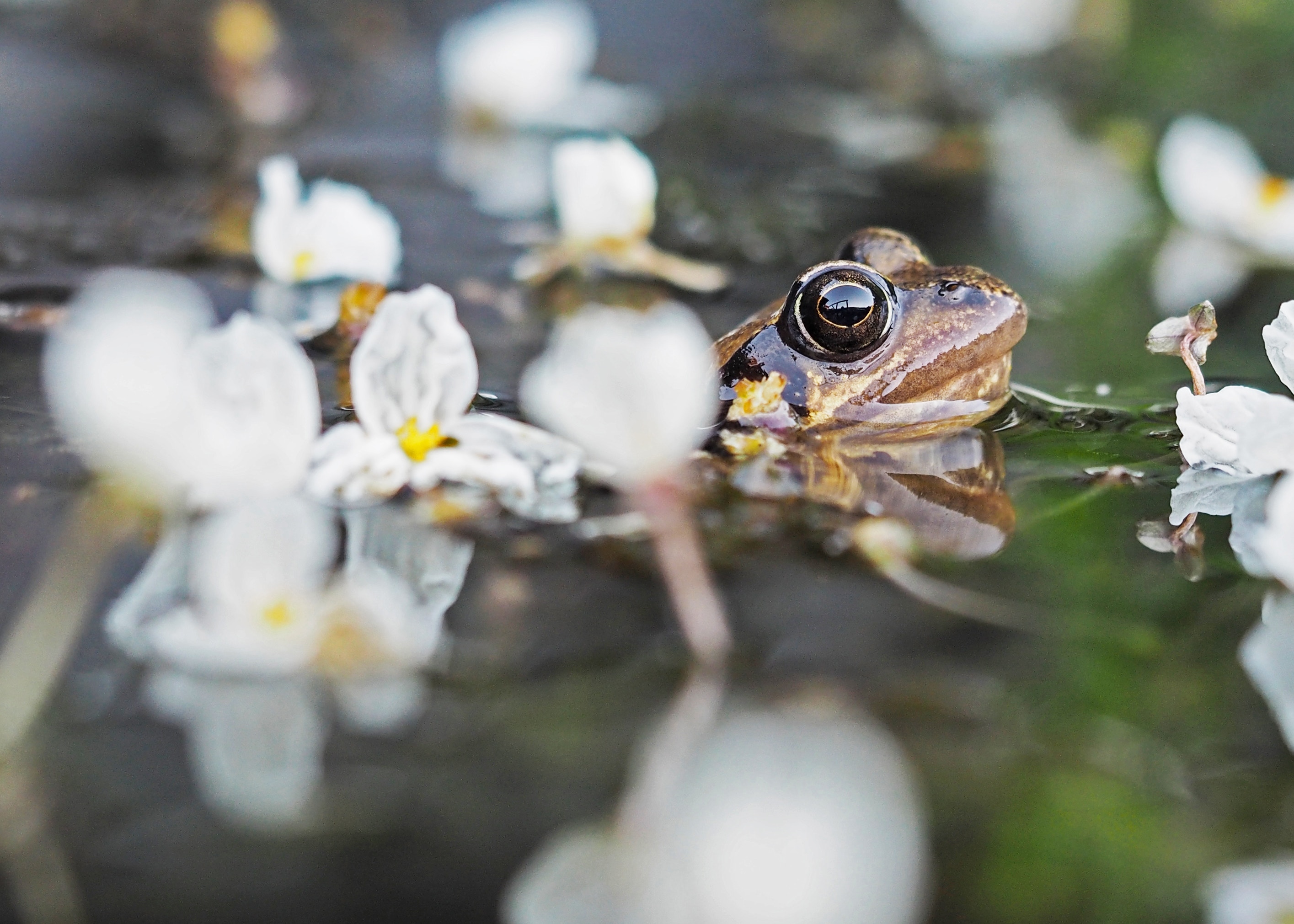 Three Little Speckled Frogs